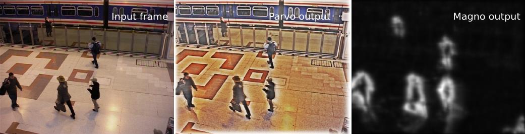 Retina processing on RGB image sequence : example from http://changedetection.net/ (baseline/PETS2006). Parvo enforces static signals but smooths moving persons since they do not remain static from its point of view. Magno channel highligths moving persons, observe the energy mapping on the one on top, partly behind a dark glass.