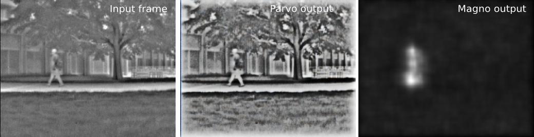 Retina processing on gray levels image sequence : example from http://changedetection.net/ (thermal/park). On such grayscale images, parvo channel enforces contrasts while magno strongly reacts on moving pedestrians
